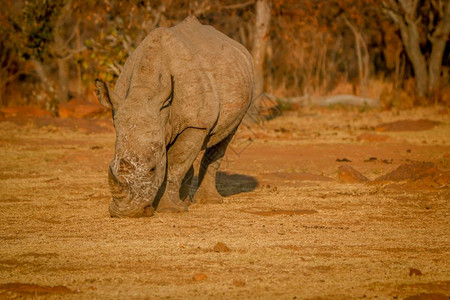 大白犀牛在南非金光下放牧图片