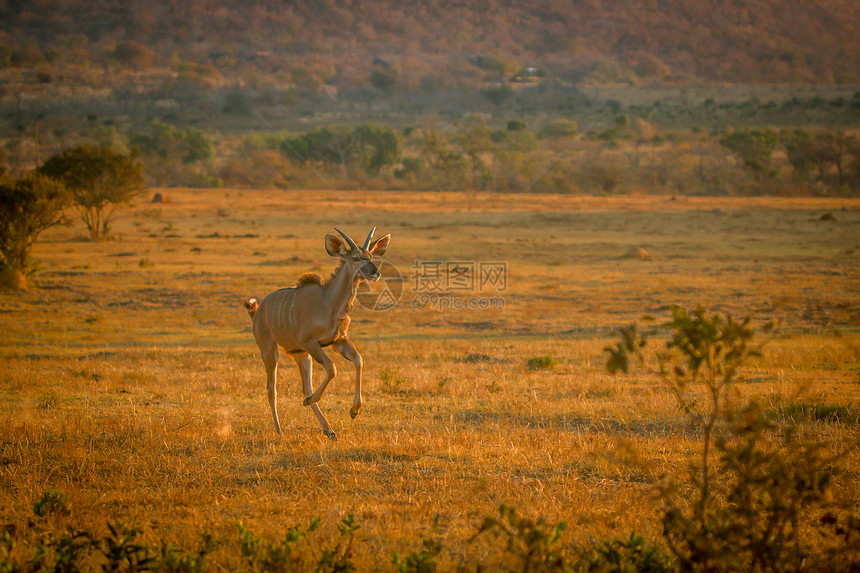 在南非Welgevonden游戏保护区的灌木丛中跑来去的年轻男Kudu图片