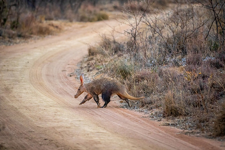 南非韦尔格沃登保护区小路上穿过的食蚁兽高清图片