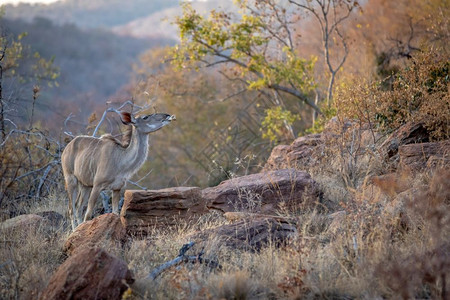 南非Welgevonden游戏保留地的Kudu雌咀嚼骨头图片