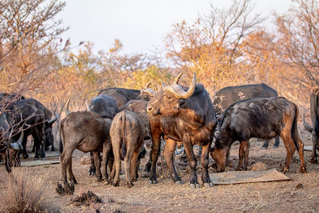 大非洲水牛在Welgevonden游戏保留地南非的牛群中间图片