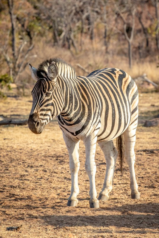 泽布拉站在Welgevonden游戏保护区的草地上南非图片