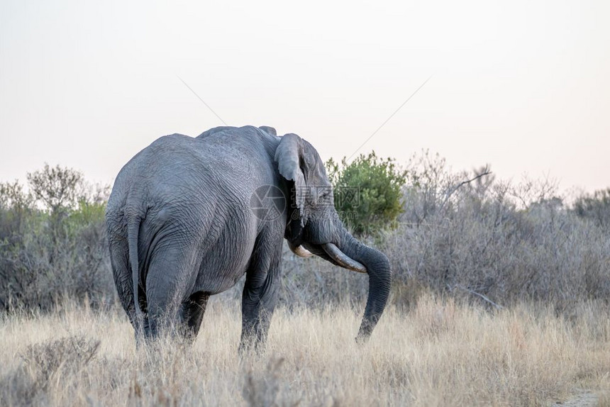 大象公牛正站在南非Welgevonden游戏保留地的镜头前面对着大象公牛图片