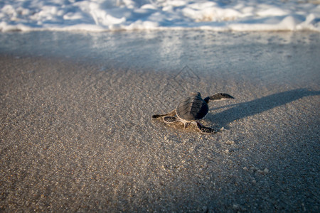 在坦桑尼亚斯瓦希里海岸滩上孵化的绿龟高清图片