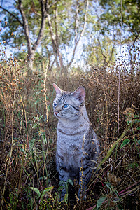 蓝眼睛猫坐在非洲的草地上图片
