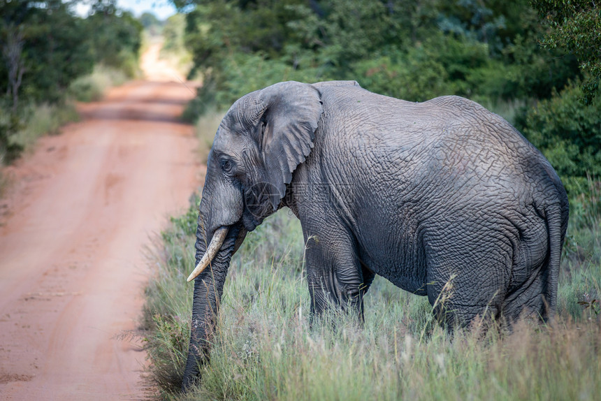 南非Welgevonden狩猎保留地路边的非洲大象图片