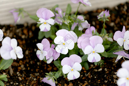花园里的白和紫背景图片
