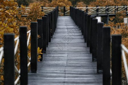 木制走道红树林中木质长道桥带秋叶对自然和环境的认识背景