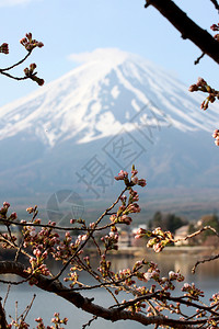 川口湖边的藤山和樱花没有开背景图片