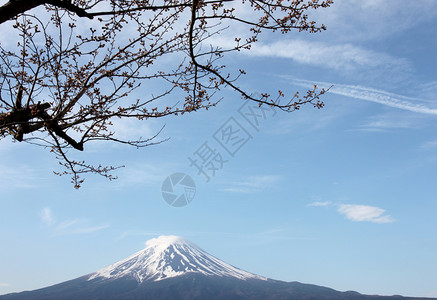 川口湖边的藤山和樱花没有开背景图片