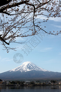 川口湖边的藤山和樱花没有开背景图片