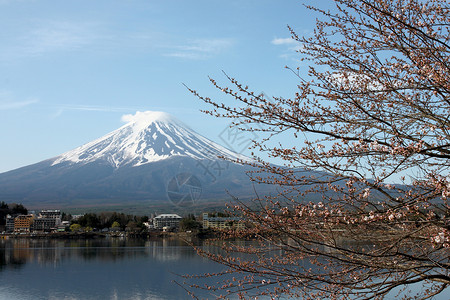 川口湖边的藤山和樱花没有开背景图片