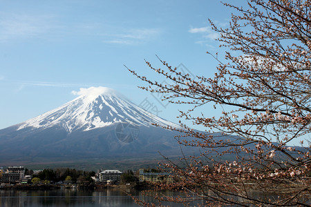 川口湖边的藤山和樱花没有开背景图片