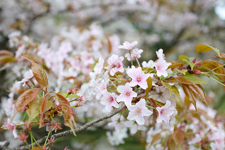 日本花园里的白樱花或樱花是日本夏季前的花卉节背景图片