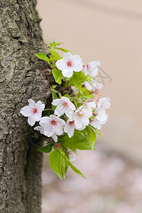 日本花园里的白樱花或樱花是日本夏季前的花卉节背景图片