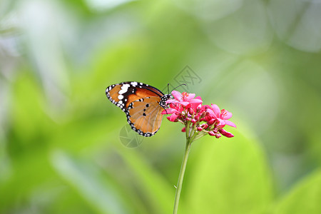 热带的蝴蝶昆虫在公园的树顶上浸泡在公园的树顶上寻找花粉和的蜜背景图片