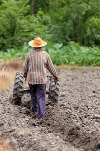 农民在控制推车工作为稻米种植区恢复土壤作物图片