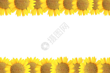 白背景的向日葵被孤立背景图片