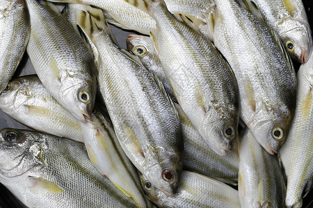 RawTrumpeter或Grunter鱼做饭的成分食物动背景图片