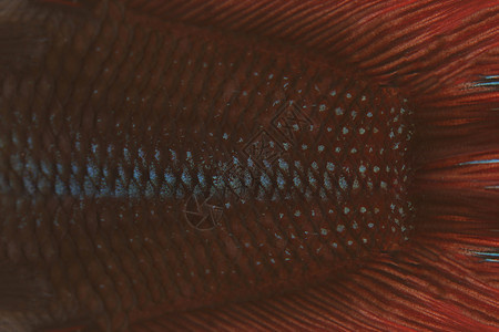 为抽象图案背景打鱼时使用红色和黑背景图片