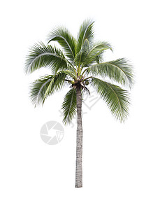 白色椰子树边框白底的椰子树在整个海边热带地区都有种植背景