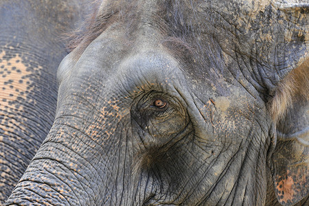 动物园里的亚洲大象盯着眼睛图片