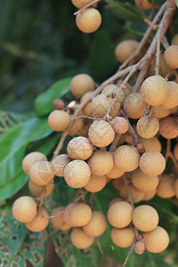 水果园的树上有新鲜Longan具有泰国甜美品味的热带水果背景图片