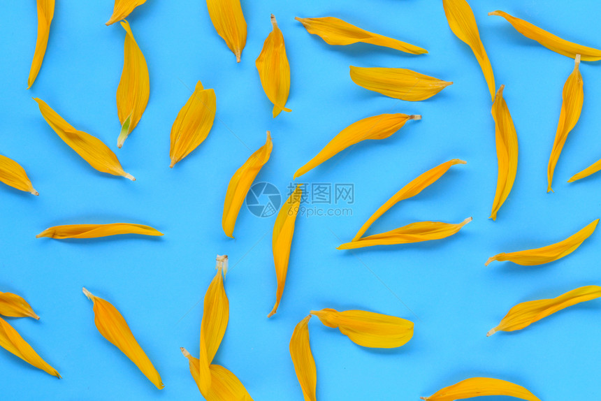 蓝纸背景上的黄向日葵花瓣供您在作品中设计图片