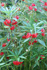 红花园Balsam或玫瑰Balsam在树上正花朵园中开图片
