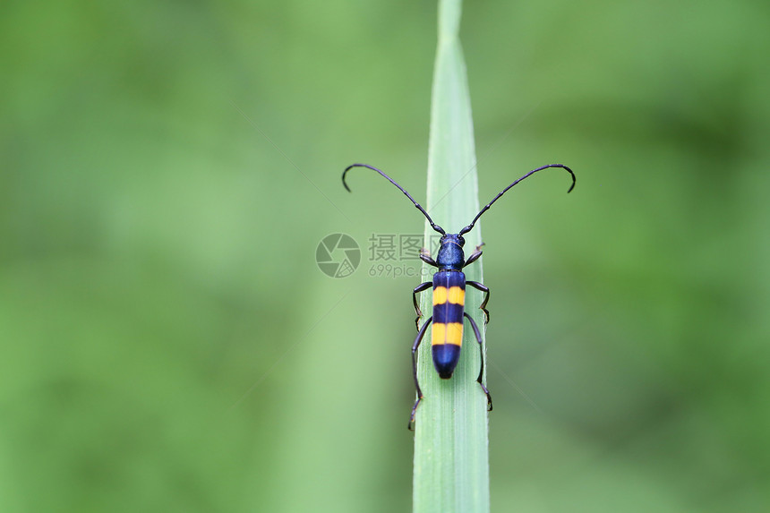 泰国热带森林绿叶上的黑黄替代白或物中的小甲虫昆图片