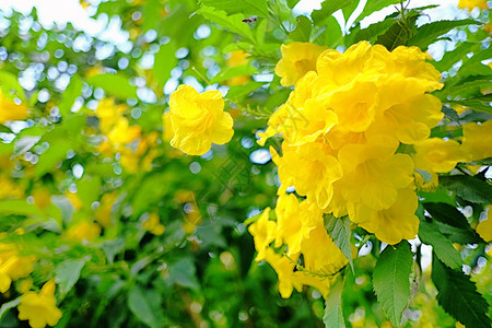 黄老花或Tampetbush花朵在夏季园的树上开图片