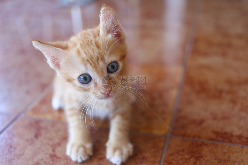 好奇的小猫坐在地板上宠物的可爱设计概念图片