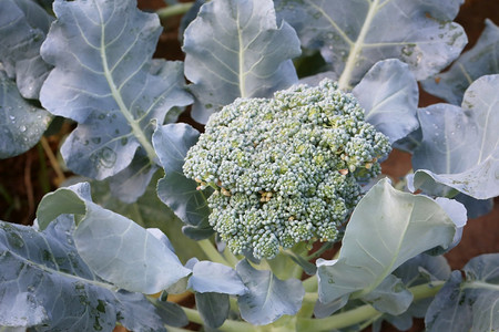 新鲜的蔬菜花园凯里区提供高营养价值的蔬菜图片