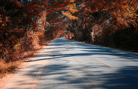 两边都有秋树的农村道路背景图片