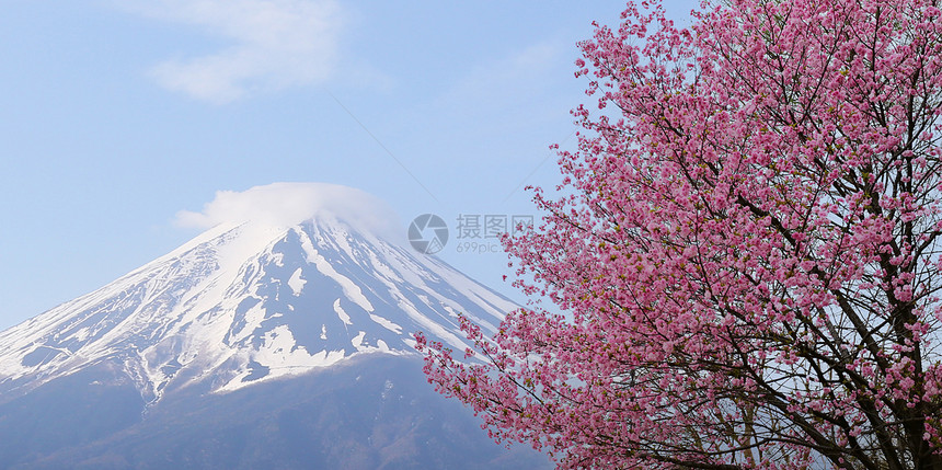 富士山和樱桃树枝在蓝天下开花藤山之景和树在日本川口市图片