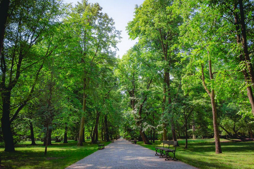 华沙波兰Lazienki公园绿树的美丽小巷图片