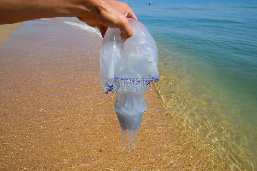 水母根口根绳抛向海边死水母水母在男人手里水母根口根绳抛向海边死水母男人手里的水母图片