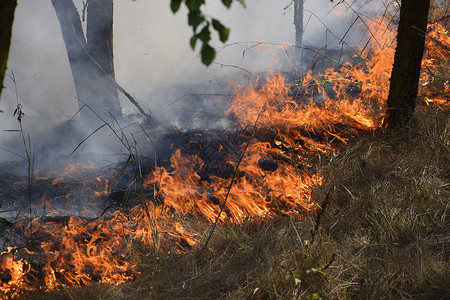 地摊火了森林里着火了森林垃圾中的火和烟森林里的草在燃烧森林火灾森林里着火了森林垃圾中的火和烟森林里的草在燃烧森林火灾背景