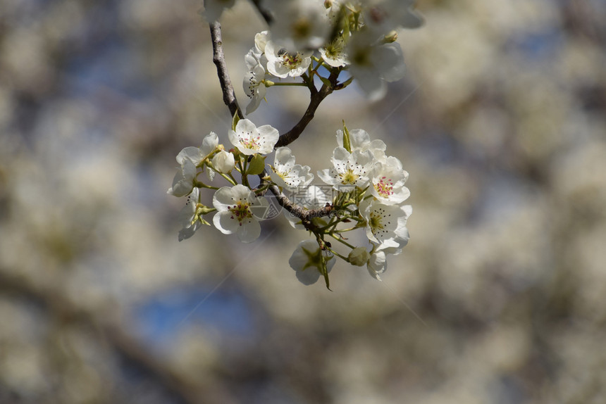 白梨子花在树枝上白梨子花在树枝上图片