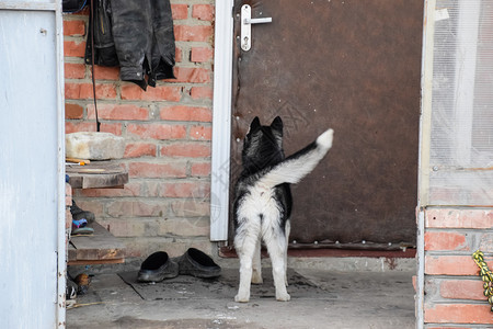 年轻的哈斯基狗站在门口高清图片