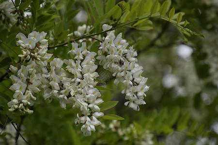 开花的相思白葡萄多刺相思的白色花朵由蜜蜂授粉开花相思白葡萄背景图片