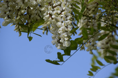 阿拉伯树胶开花的相思白葡萄多刺相思的白色花朵由蜜蜂授粉开花相思白葡萄背景