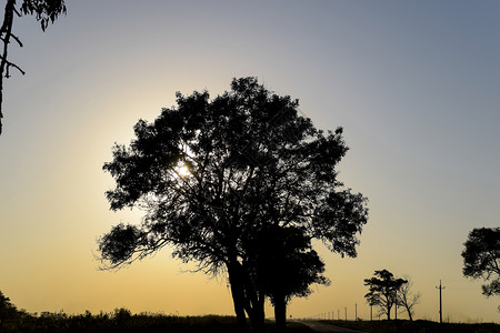 日落背景的石灰树黑色轮廓图片