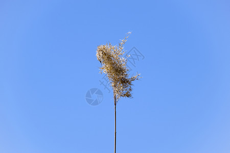 蓝天对着一片干枯的稻草惊慌图片