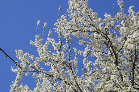 花园里盛开的野李子春天开花的树李子花的授粉春天开花的树李子花的授粉花园里盛开的野梅背景图片