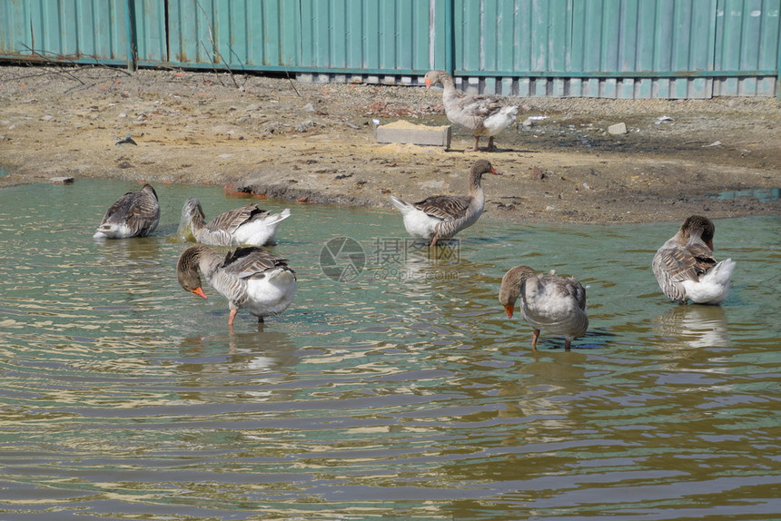 自制灰鹅人工池塘中的自制鹅人工池塘中的自制鹅图片