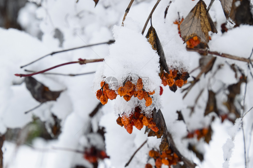 雪中的Viburnum浆果卡琳娜树上的冬季浆果雪中的Viburnum浆果卡琳娜树上的冬季浆果图片