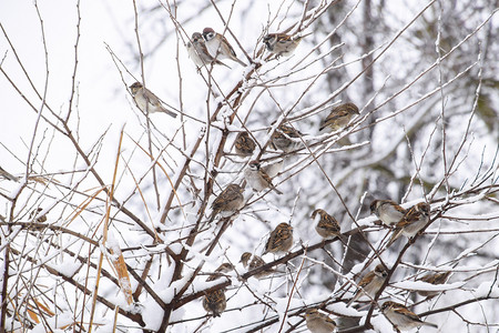 冬季草原枯枝上的麻雀图片