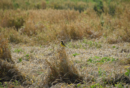 小麦耳朵上的黄肚子鸟小麦耳朵上的图片