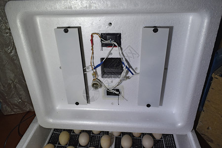 鸡鸭子和鹅的结论孵化器家庭设备孵化器的内部装置家庭孵化器的内部装置图片